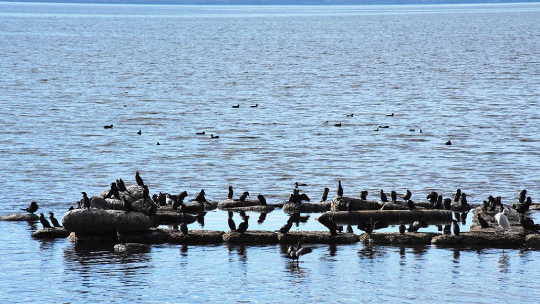 Milas Bafa Gölü'nde 30 türden 25 bin 543 kuş tespit edildi 2